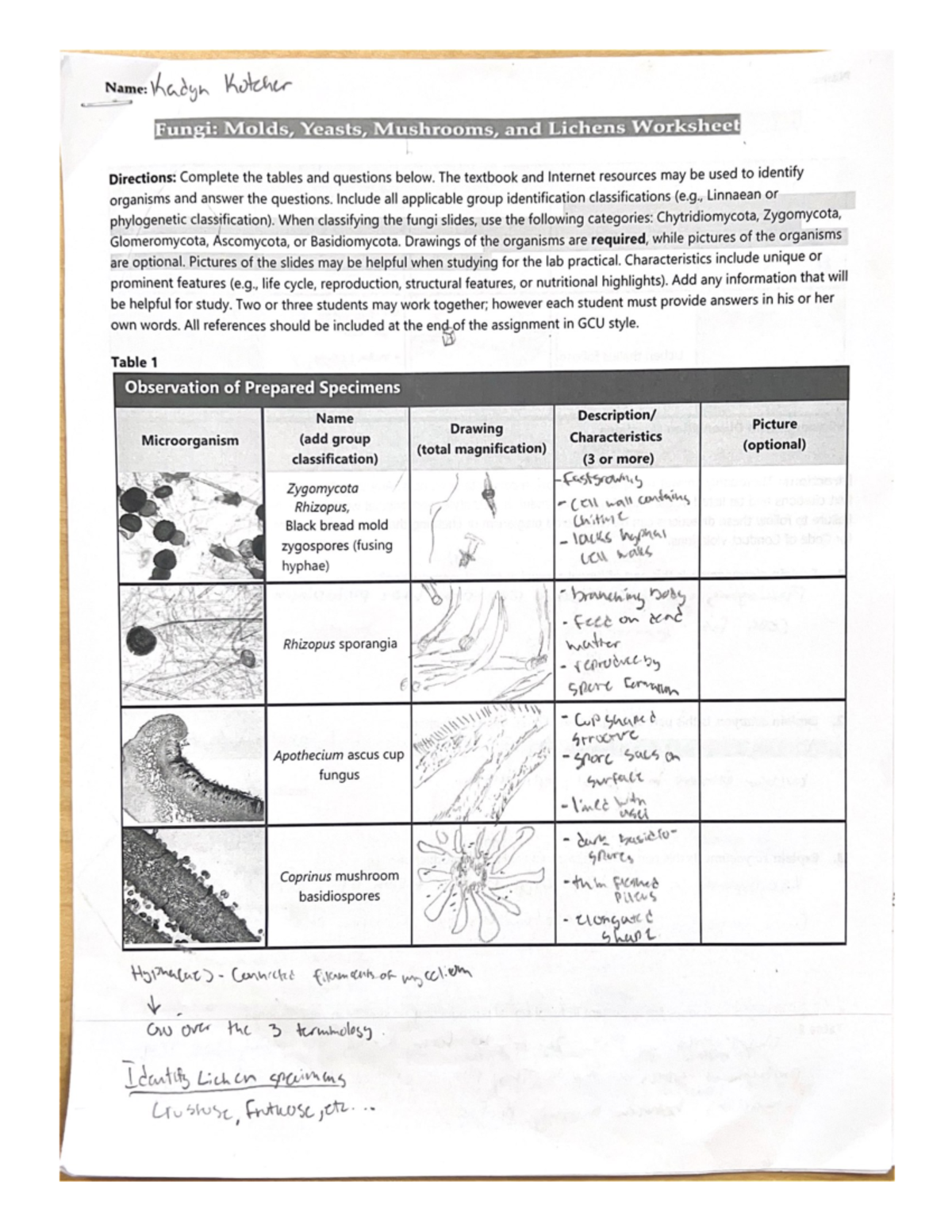 Bio Lab Fungi - Ydichbwidcjhb - BIO-182L - Studocu