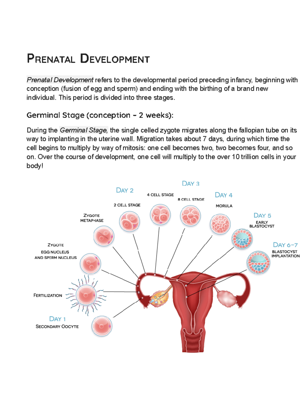 Module 8 - Mpdule 8 - PRENATAL DEVELOPMENT Prenatal Development refers ...