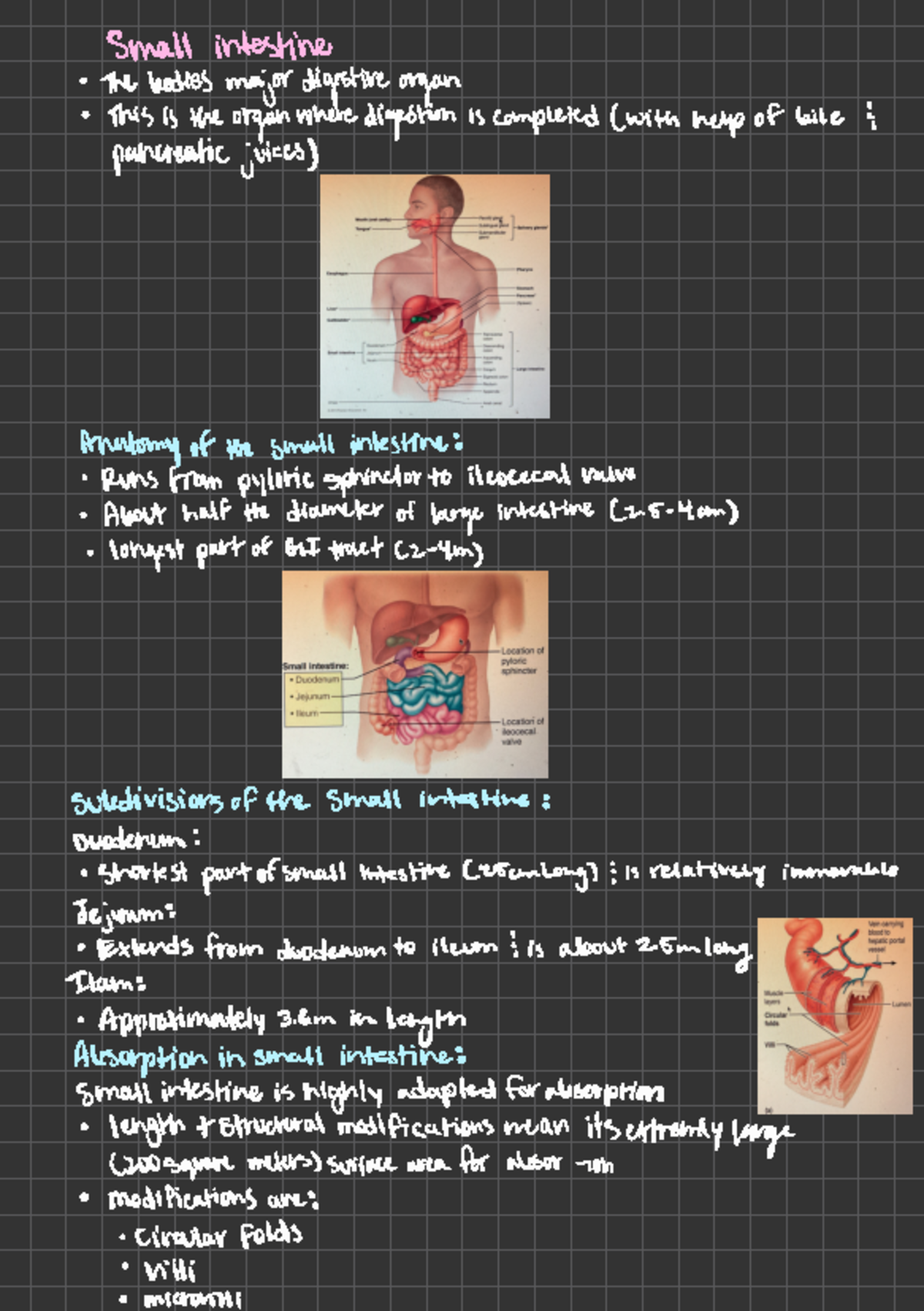 Chapter-23 Digestive System - ####### Small ####### Intestine Thebodies 