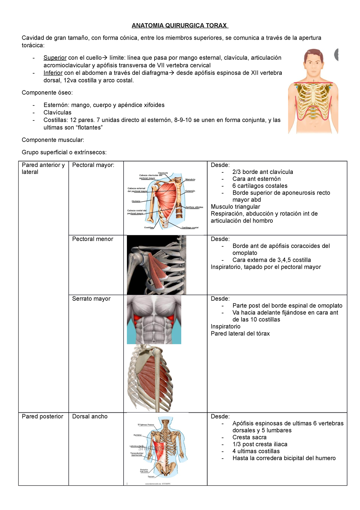 Anatomia Quirurgica Torax Anatomia Quirurgica Torax Cavidad De Gran Tama O Con Forma C Nica