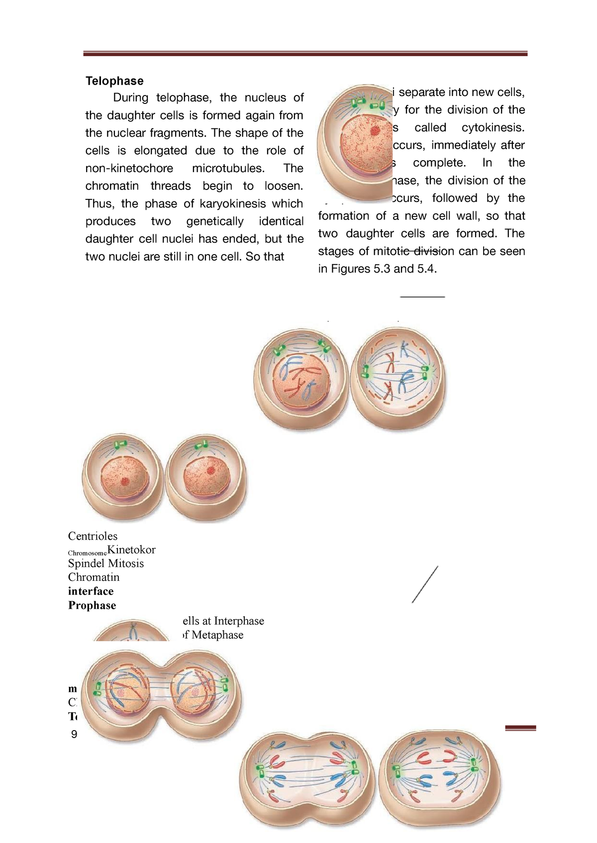 Biology C-52 - Learning - Telophase During Telophase, The Nucleus Of ...