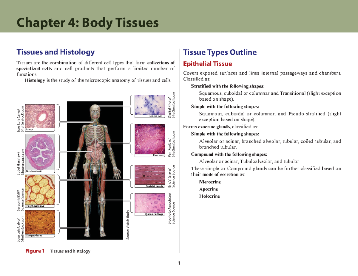 Ch4 - Chapter Review - Chapter 4 : Body Tissues Tissues And Histology ...