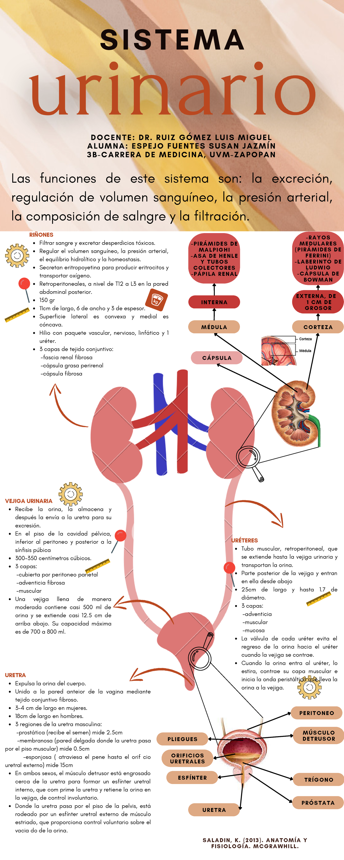 Infografía Sist Urinario Filtrar sangre y excretar desperdicios tóxicos Regular el volumen