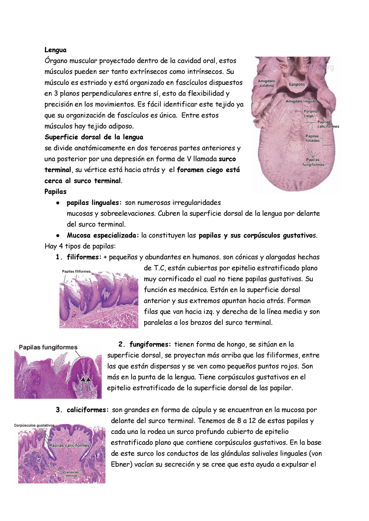 histología de papilas foliadas