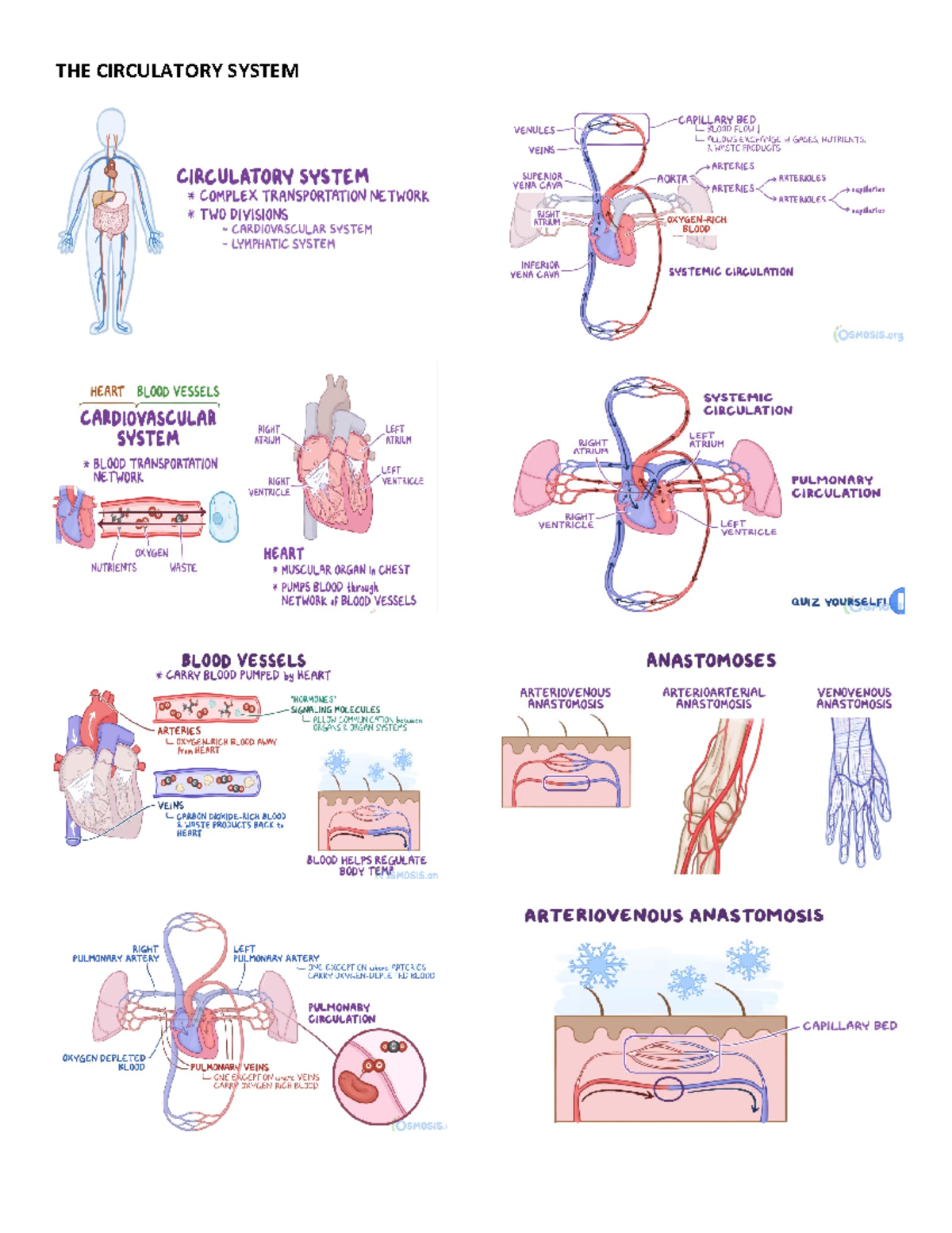 The Cardiovascular System - THE CIRCULATORY SYSTEM The cardiovascular ...