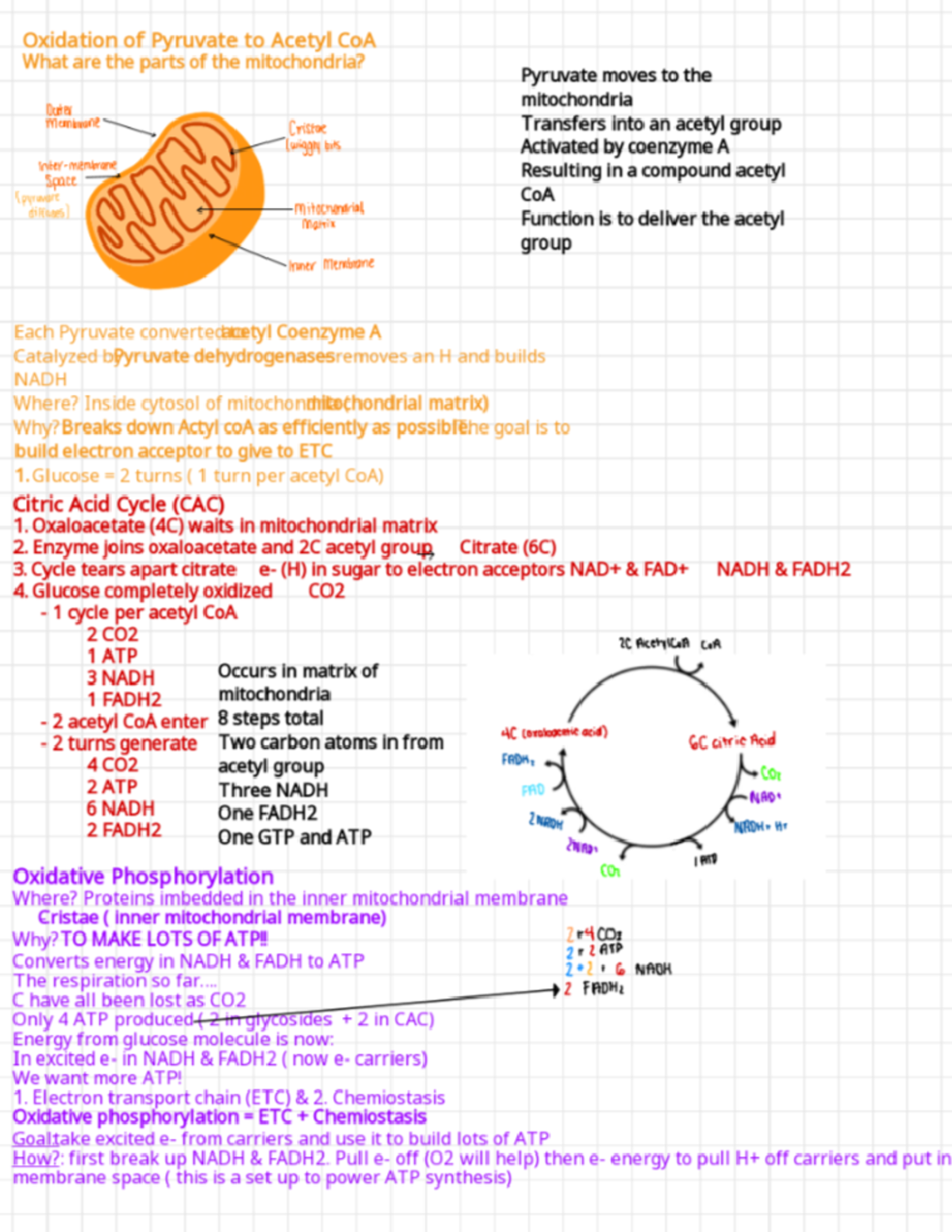 Screenshot 2022-06-13 193850 - Oxidation of Pyruvate to Acetyl CoA What ...