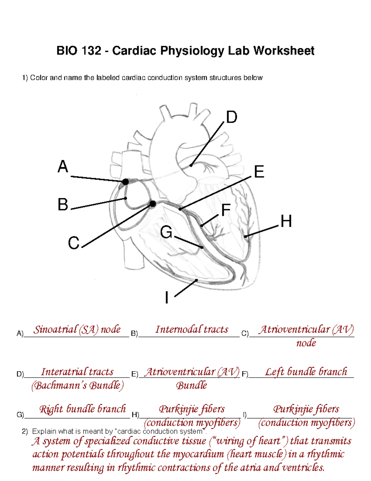 Anatomy And Physiology Cardiac Lab Bio 132 Cardiac Physiology Lab Anatomy And Physiology Cardiac Lab Bio 132 Cardiac Physiology Lab