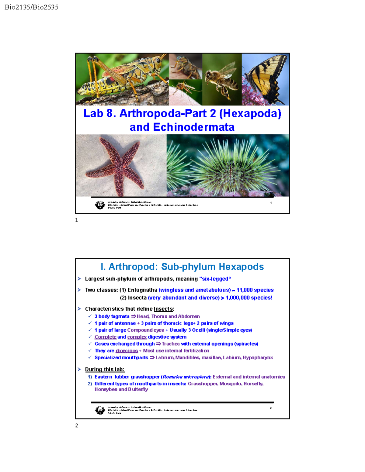 Student-Lab 8 Presentation-Bio2135-2023 - Lab 8. Arthropoda-Part 2 ...