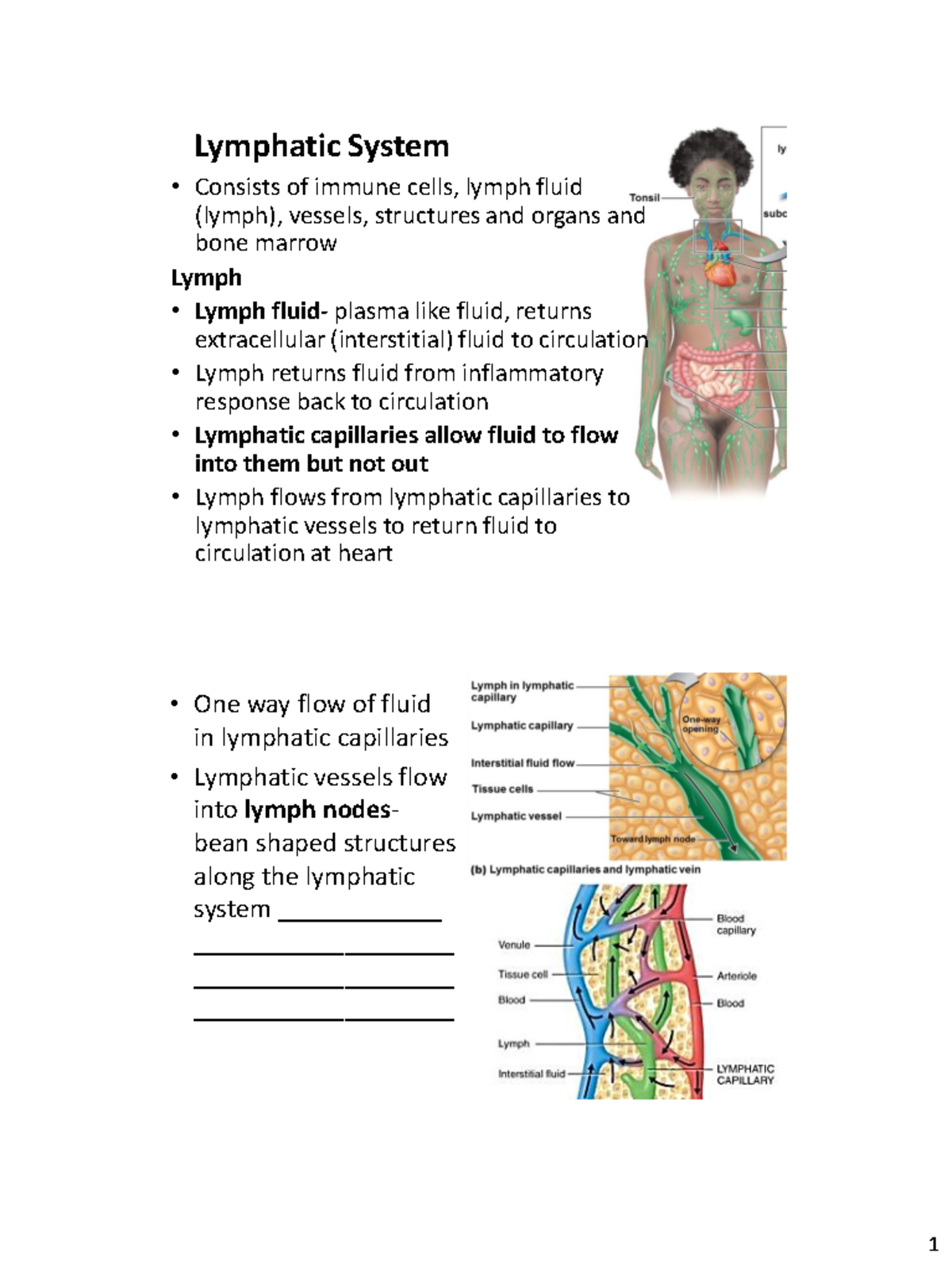 Adaptive Immunity worksheet notes - Lymphatic System Consists of immune ...