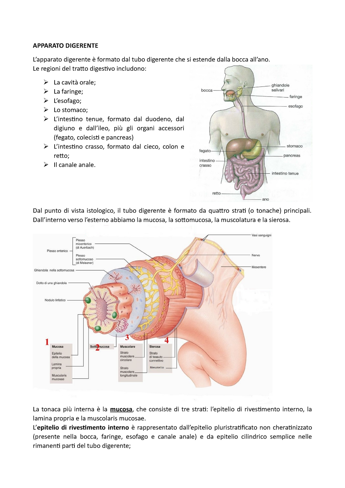 Effetti di COLOSTRO NONI sul turn-over delle cellule epiteliali, sugli  stati infiammatori e sull'integrità dei sistemi giunzionali della mucosa  intestinale - Minerva Gastroenterologica e Dietologica 2014  March;60(1):71-8 - Minerva Medica - Riviste