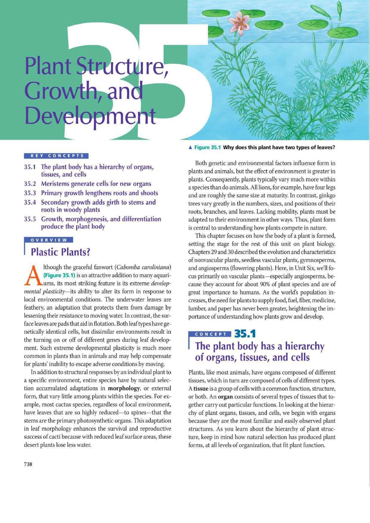 Plant Structure, Growth, And Development - Biology - Studocu