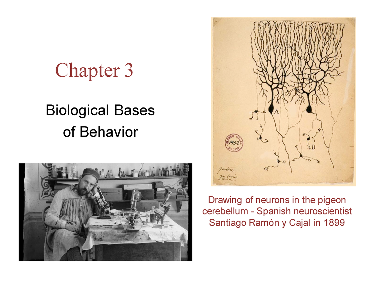 Chapter 3- Biological bases of Behavior PSYCH 100 - Chapter 3 ...