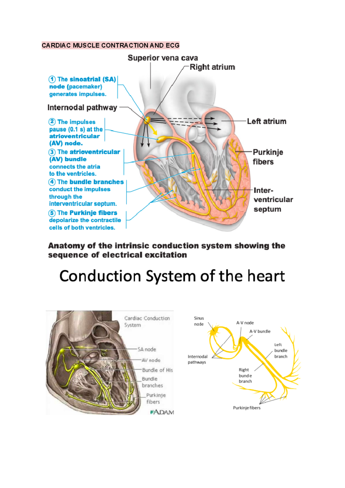 Cardiovascular System Part 2 - CARDIAC MUSCLE CONTRACTION AND ECG HEART ...