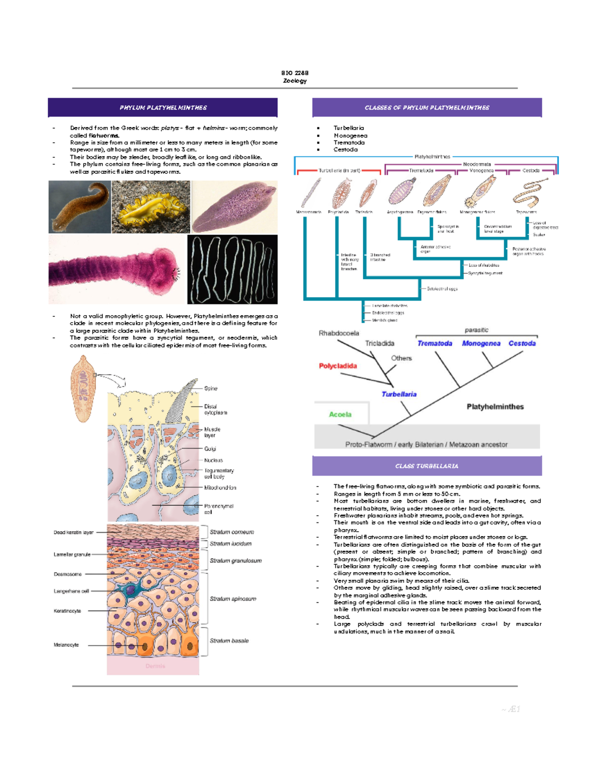 BIO228B Zoology Finals - BIO 228B Zoology PHYLUM PLATYHELMINTHES ...