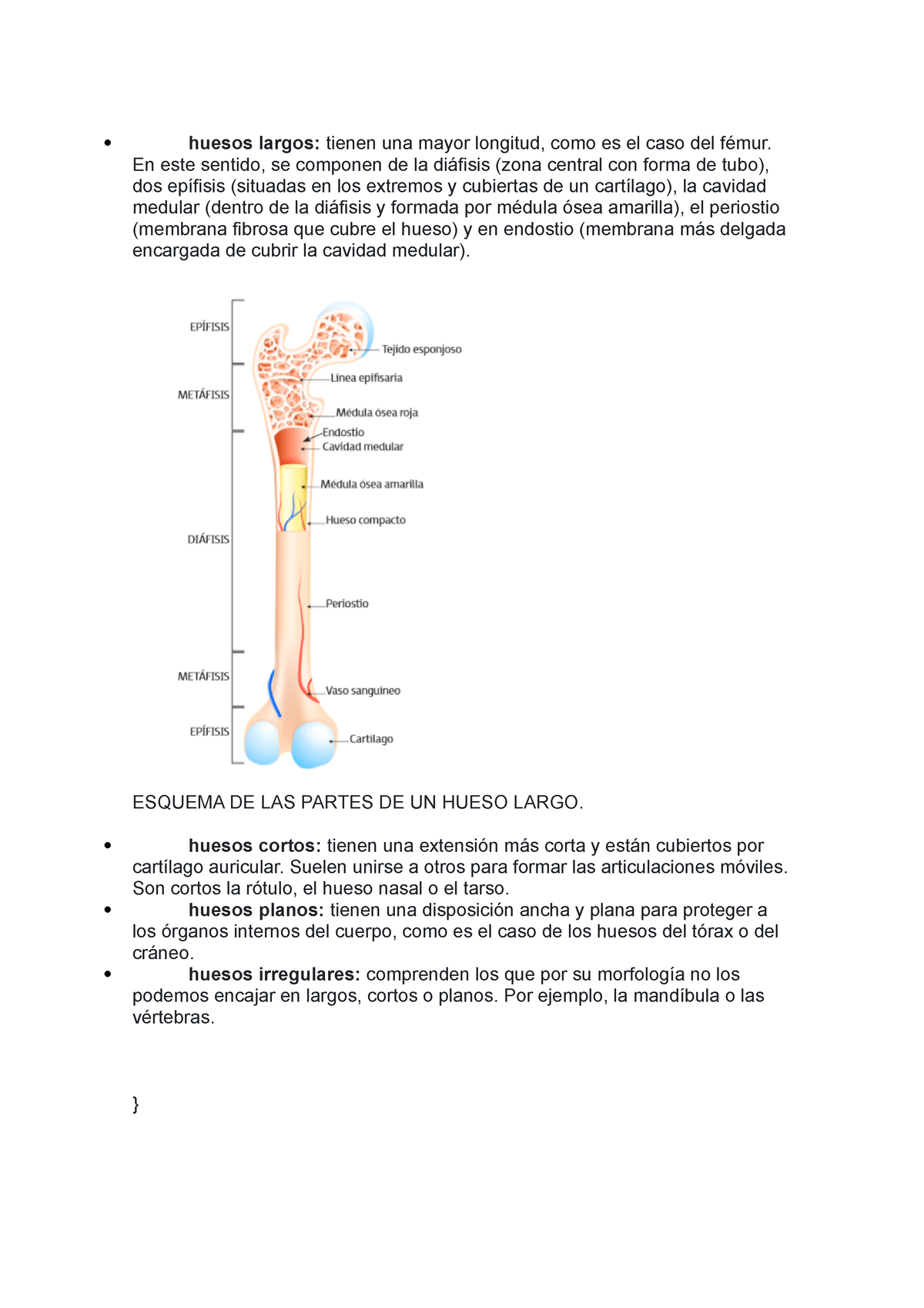 Clasificacion De Los Huesos - Huesos Largos: Tienen Una Mayor Longitud ...