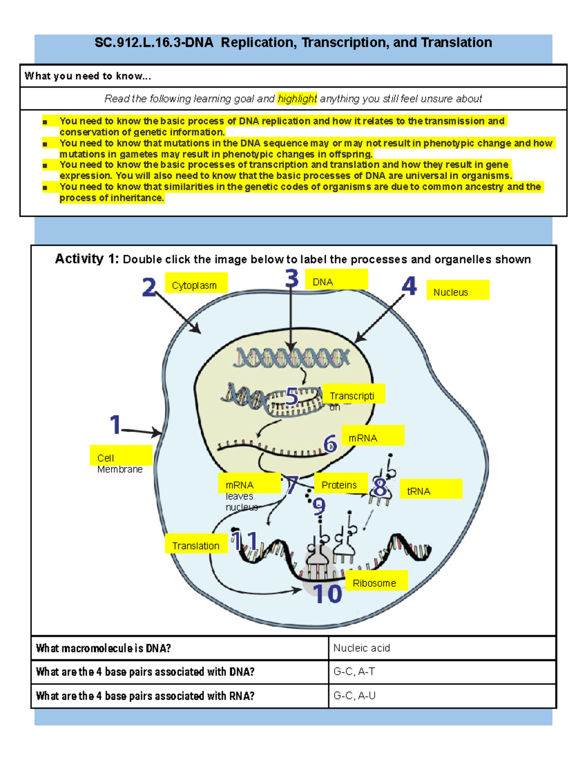 DNA Replication Protein Synthesis- student - SC.912.L.16-DNA ...