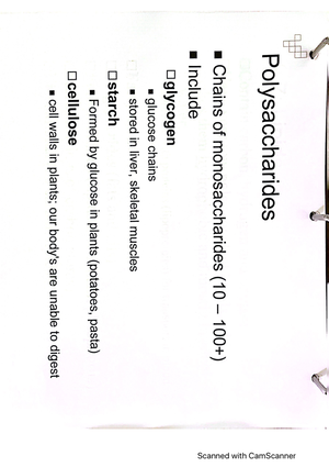 Nucleic Acids / DNA and RNA - BIOL 141 - Studocu