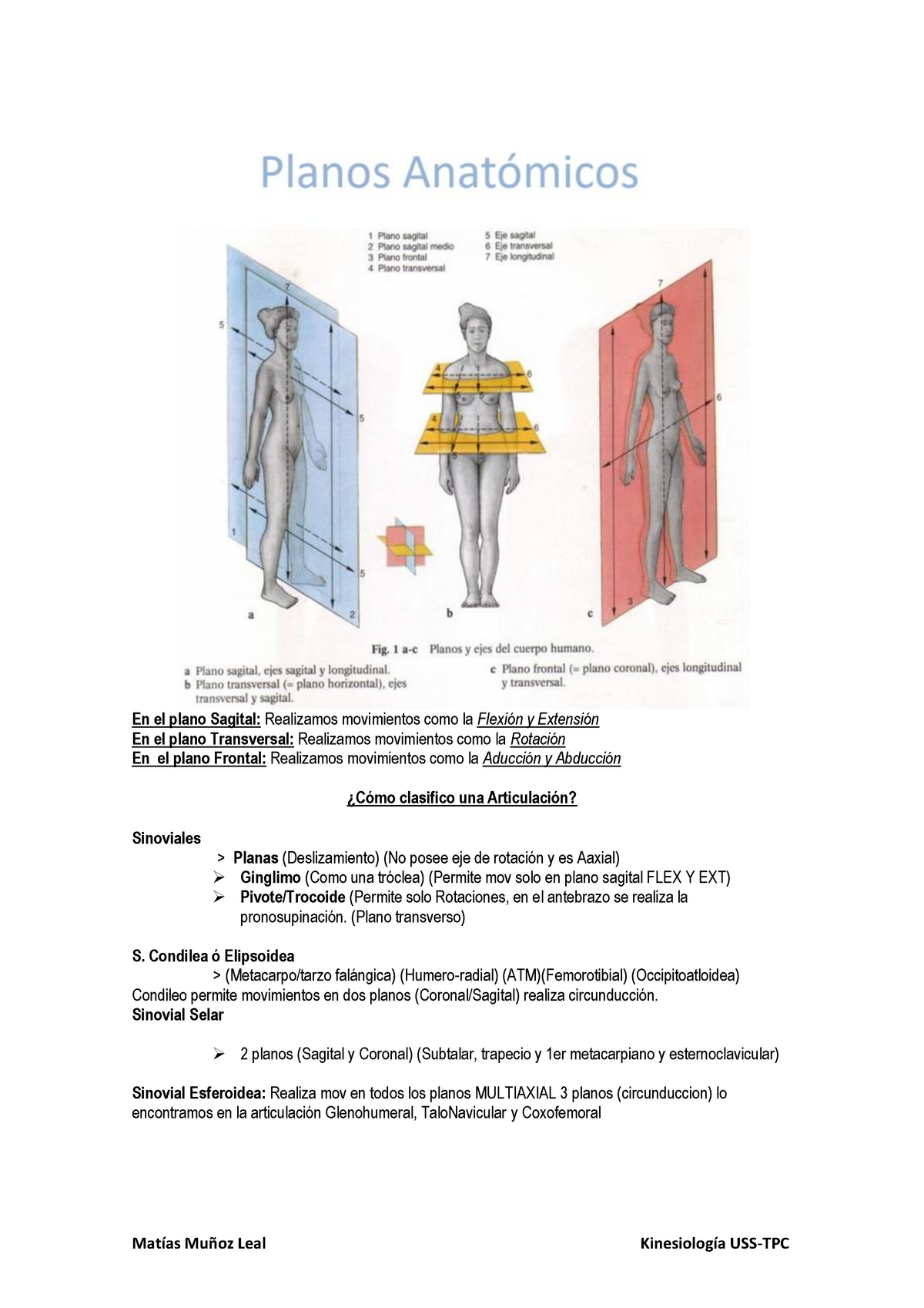 S1 Miembro Superior En El Plano Sagital Realizamos Movimientos