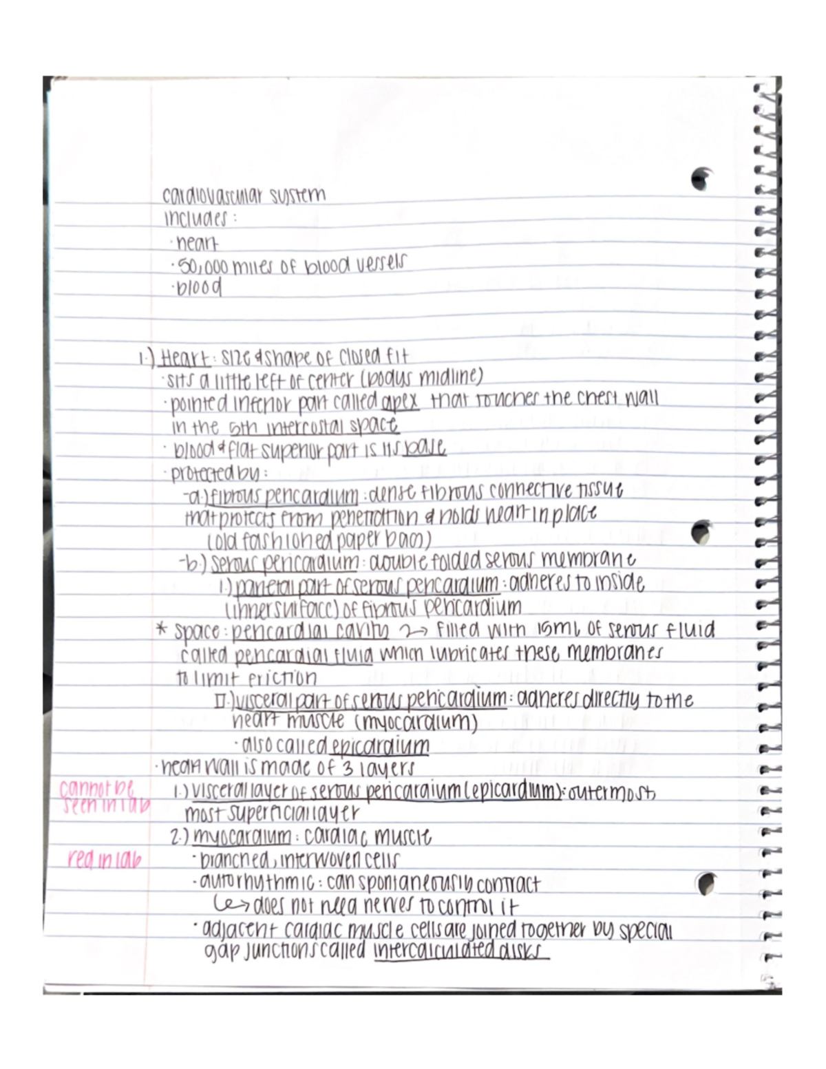 Anatomy And Physiology 2 The Cardiovascular System Notes Hsci 2021 Anatomy And Physiology 2 The Cardiovascular System Notes Hsci 2021