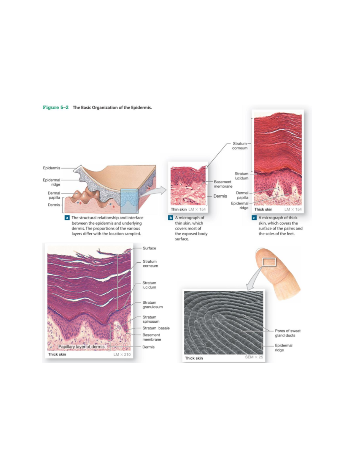 Integumentary System - Summary Fundamentals of Anatomy & Physiology ...