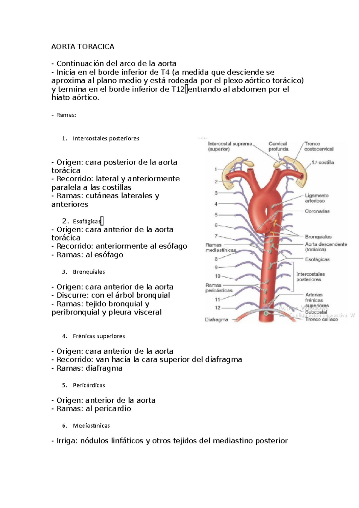 Aorta Toracica - AORTA TORACICA Continuación del arco de la aorta ...