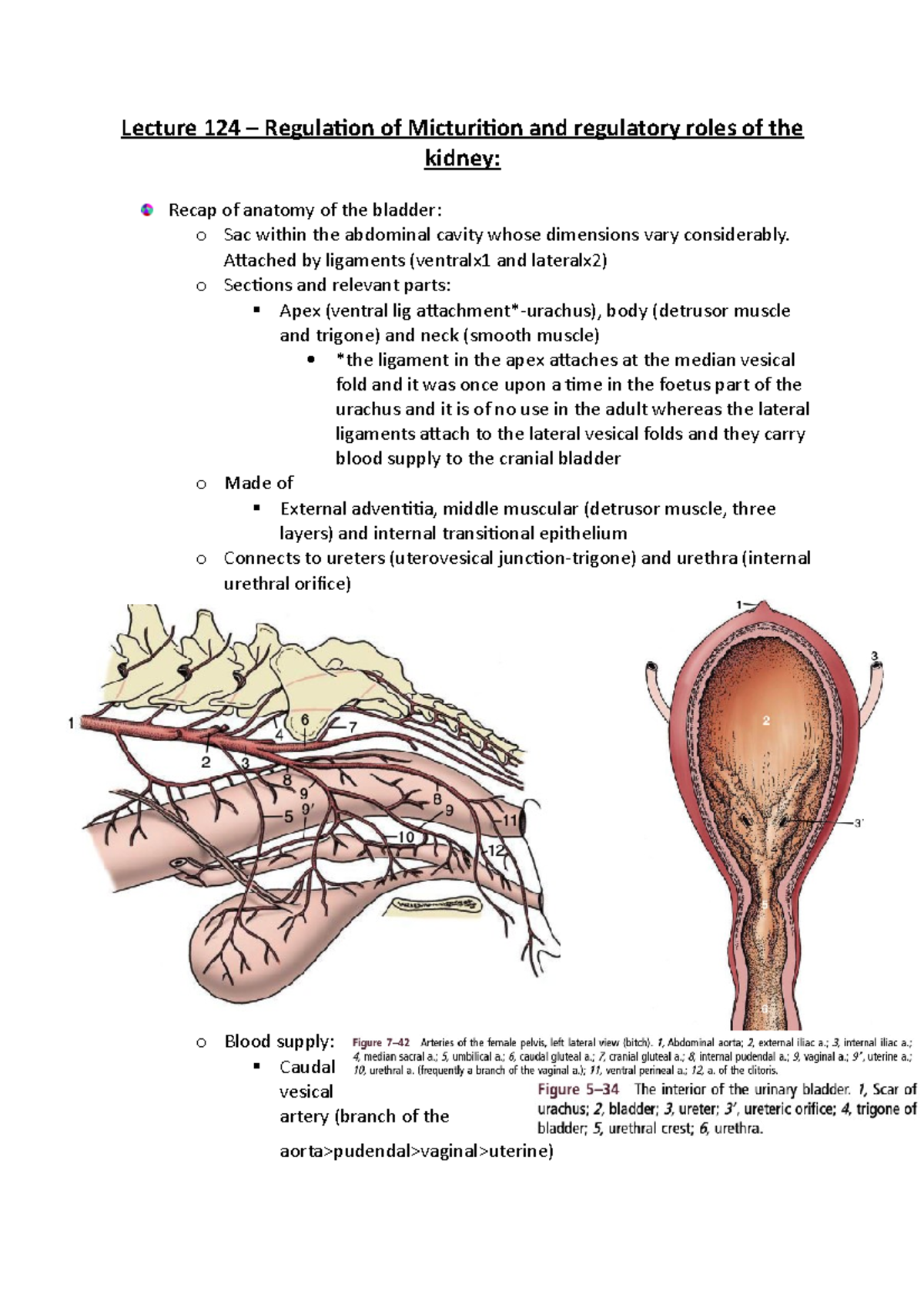 Lecture 124 – Regulation of Micturition and regulatory roles of the ...