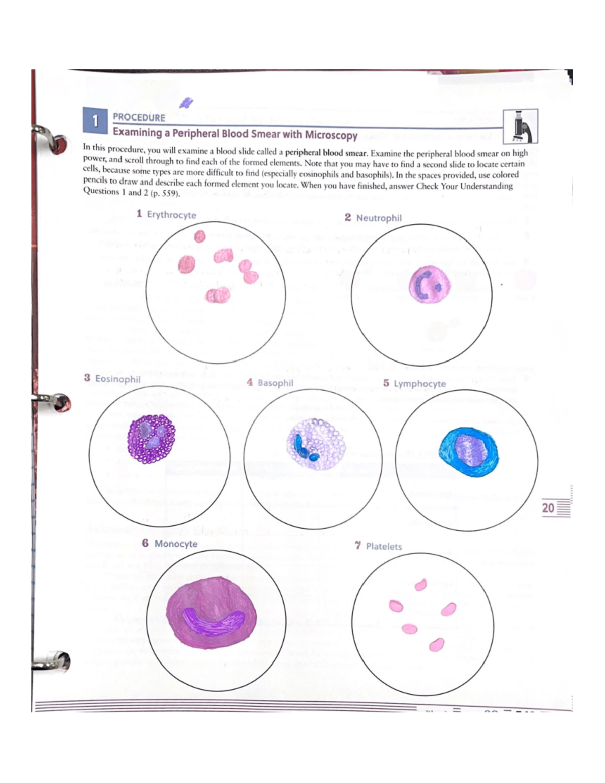 Blood Post Lab 1 - BIOL 3330 - Studocu