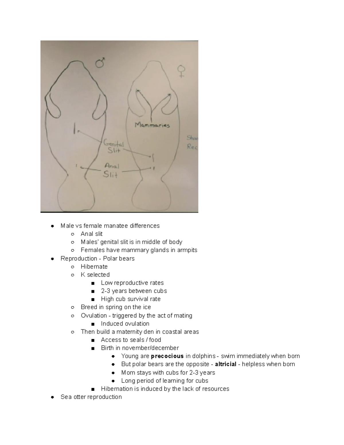 2 25 Notes - Male vs female manatee differences Anal slit Males ...