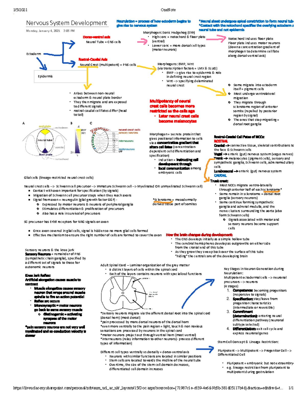 Nervous system development - 1/5/2021 OneNote - Studocu