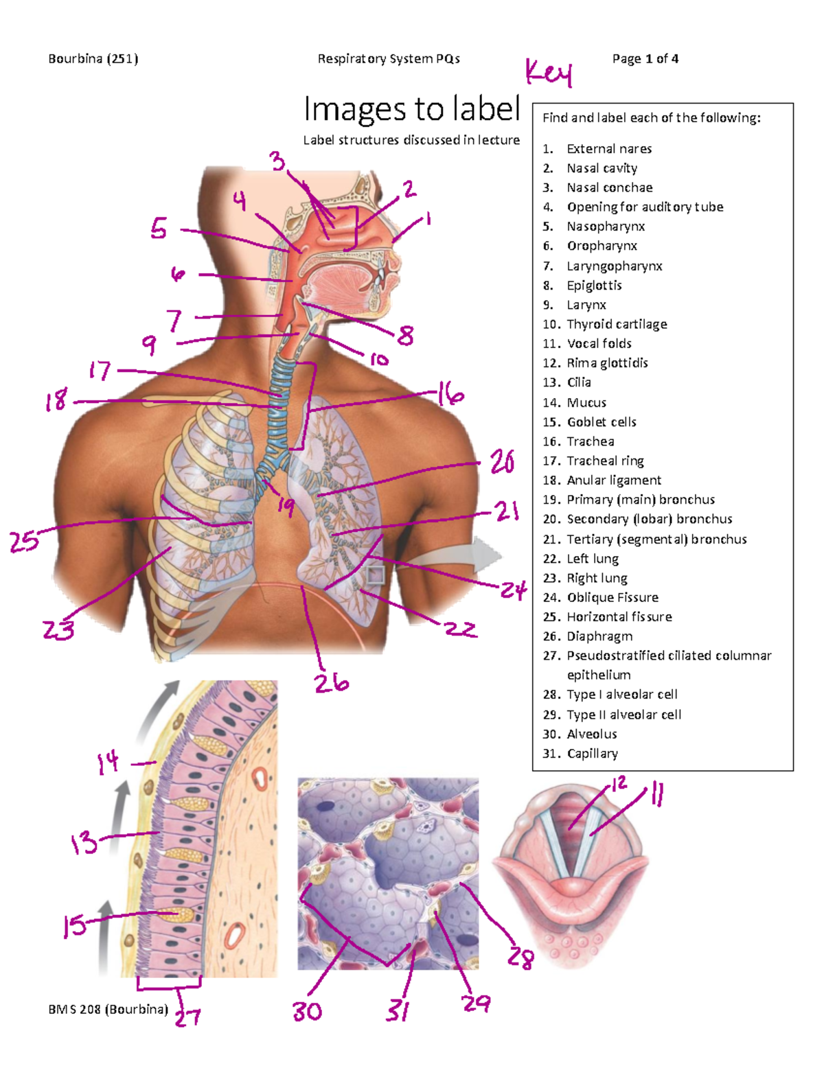 Respiratory Practice Questions Images to label Label structures