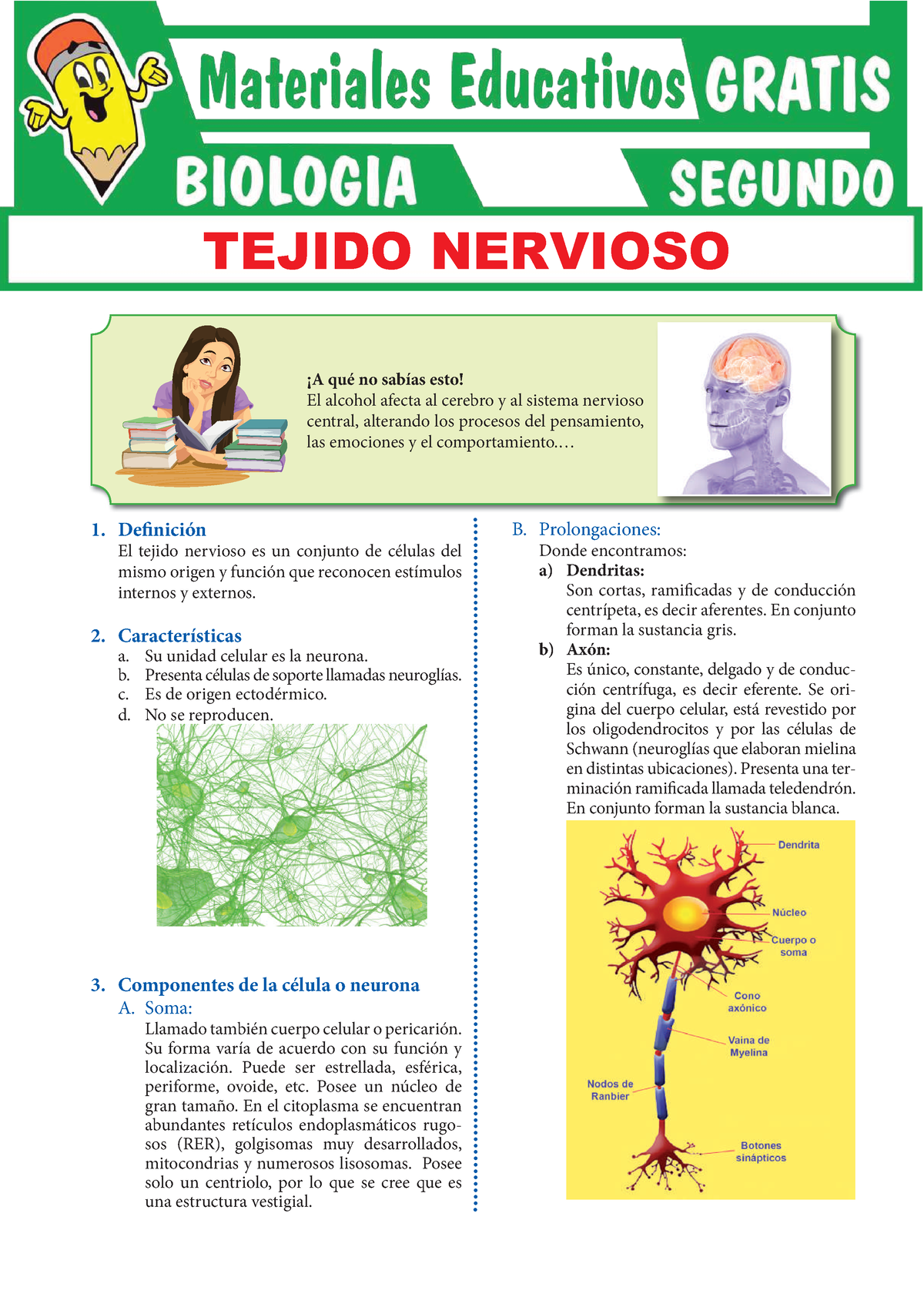 Tejido Nervioso Para Segundo Grado De Secundaria 1 Definición El