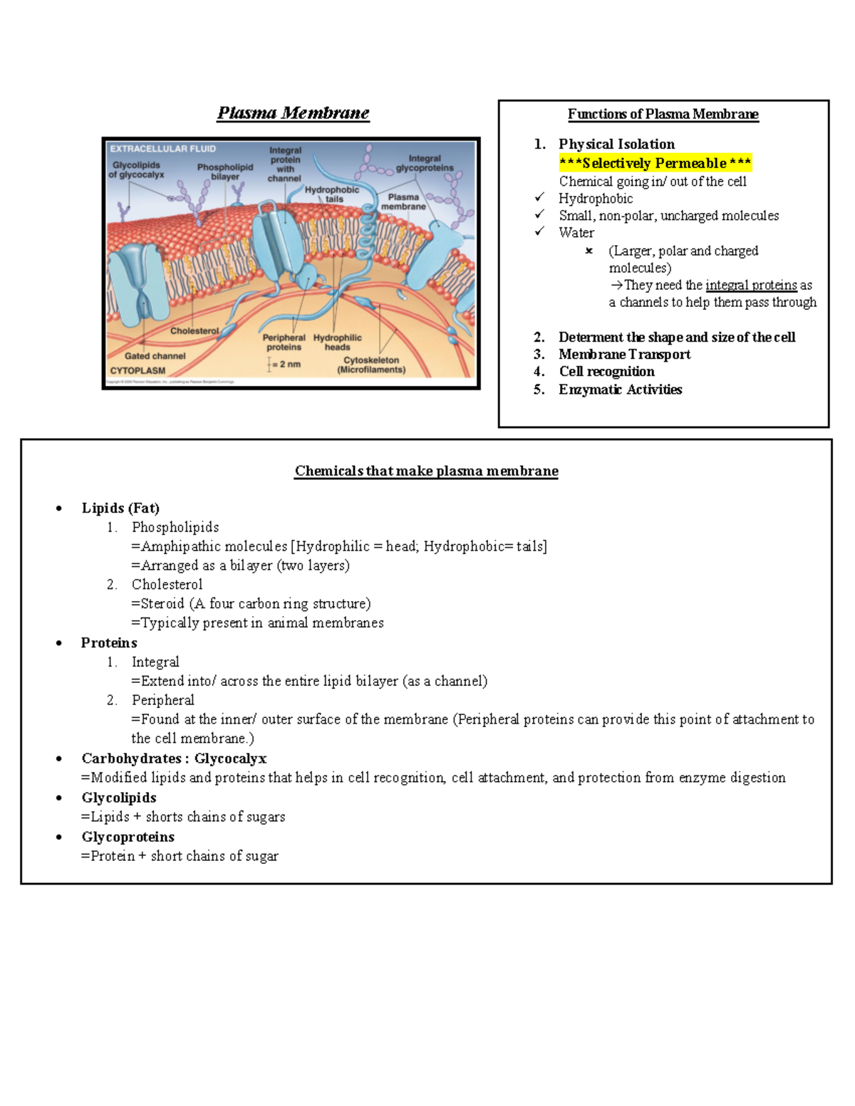 Plasma Membrane - Physical Isolation *****Selectively Permeable ...