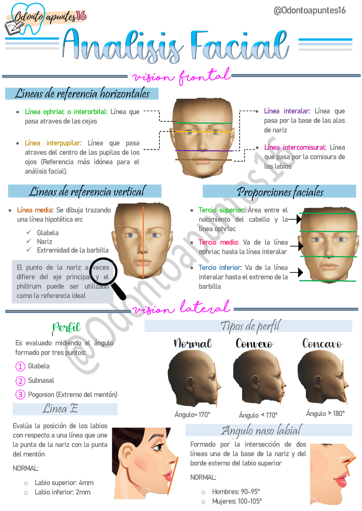 Analisid Facial Apuntesa L Vision Frontal Líneas De Referencia Horizontales Línea Interpupilar