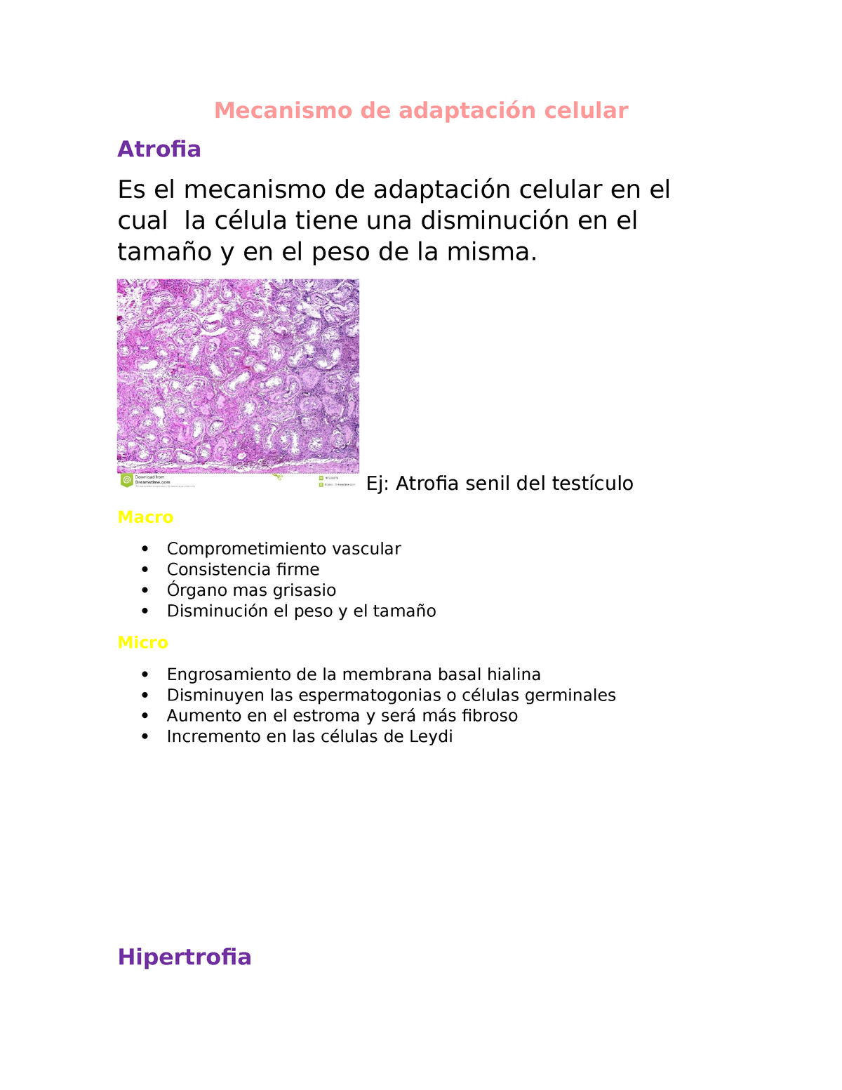 Apuntes Patologica Mecanismo De Adaptación Celular Atrofia Es El Mecanismo De Adaptación 5277