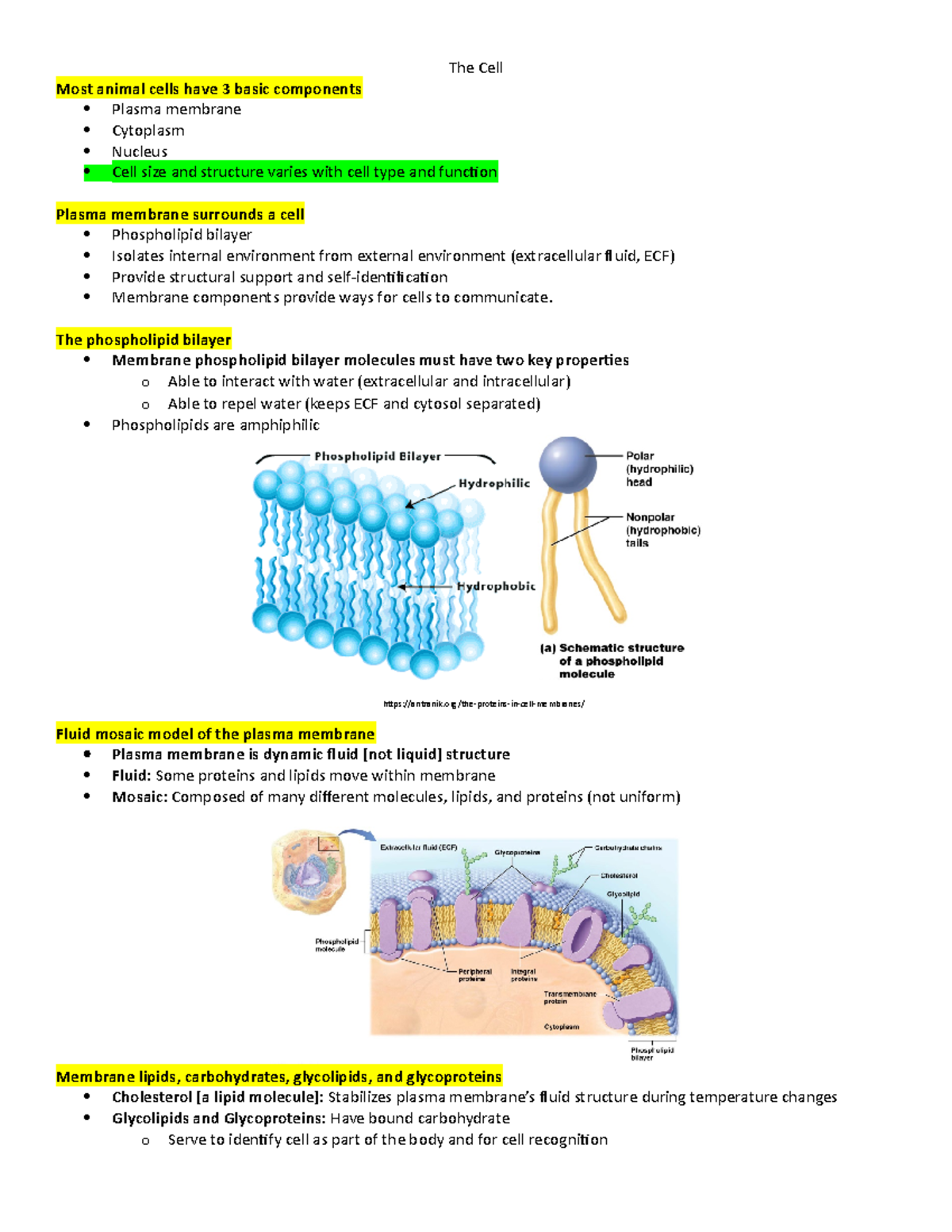 The Cell - Lecture notes 3 - The Cell Most animal cells have 3 basic ...