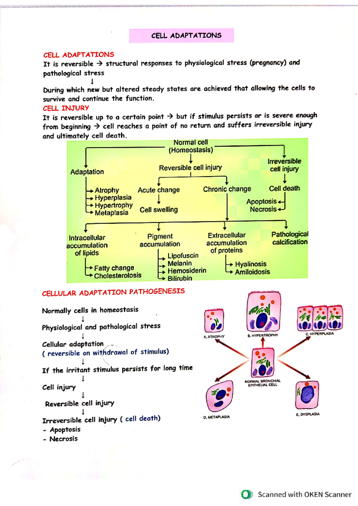 General pathology - Exam - CELL ADAPTATIONS CELL ADAPTATIONS It is ...