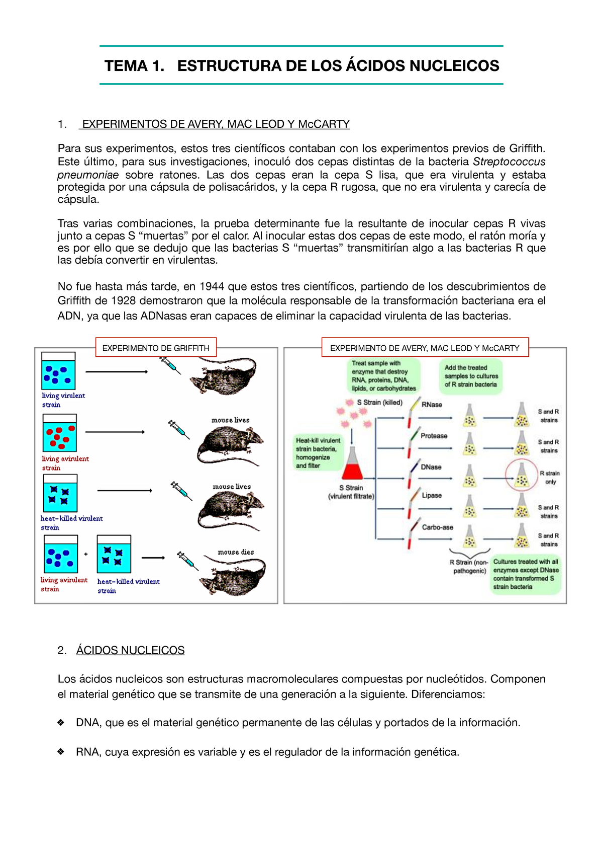 Estructura De Los Cidos Nucleicos Experimentos De Avery Mac Leod Y Mccarty Para Sus