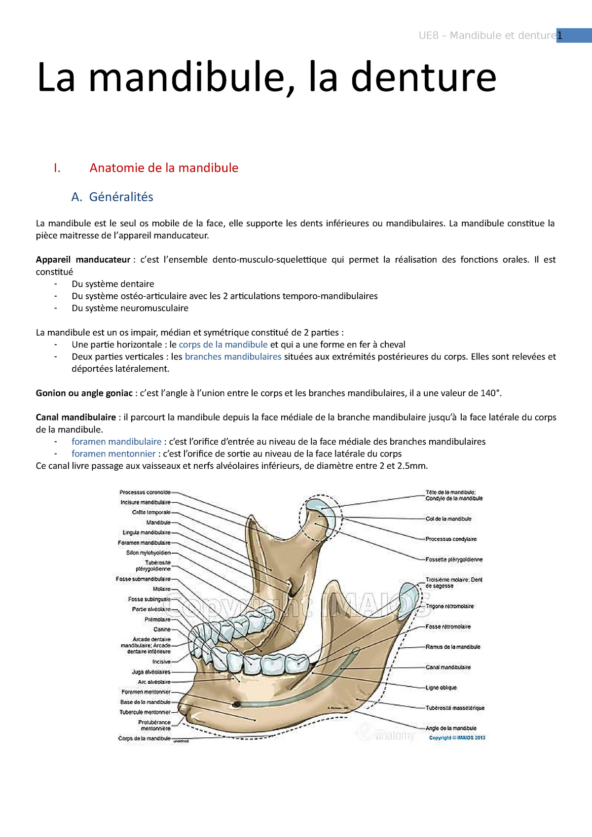 Mandibule Et Denture Professeur Morandi La Mandibule La Denture I Anatomie De La Mandibule 4549