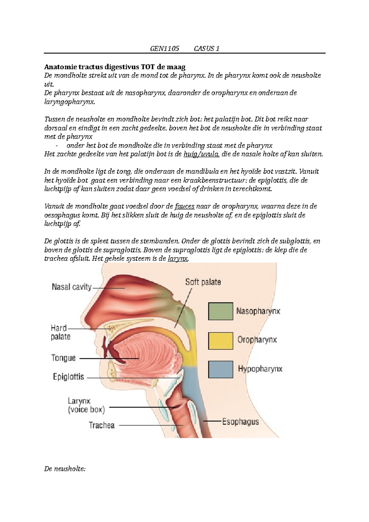 Verteer En Verweer 1 - Casus 1 - GEN1105 CASUS 1 Anatomie Tractus ...