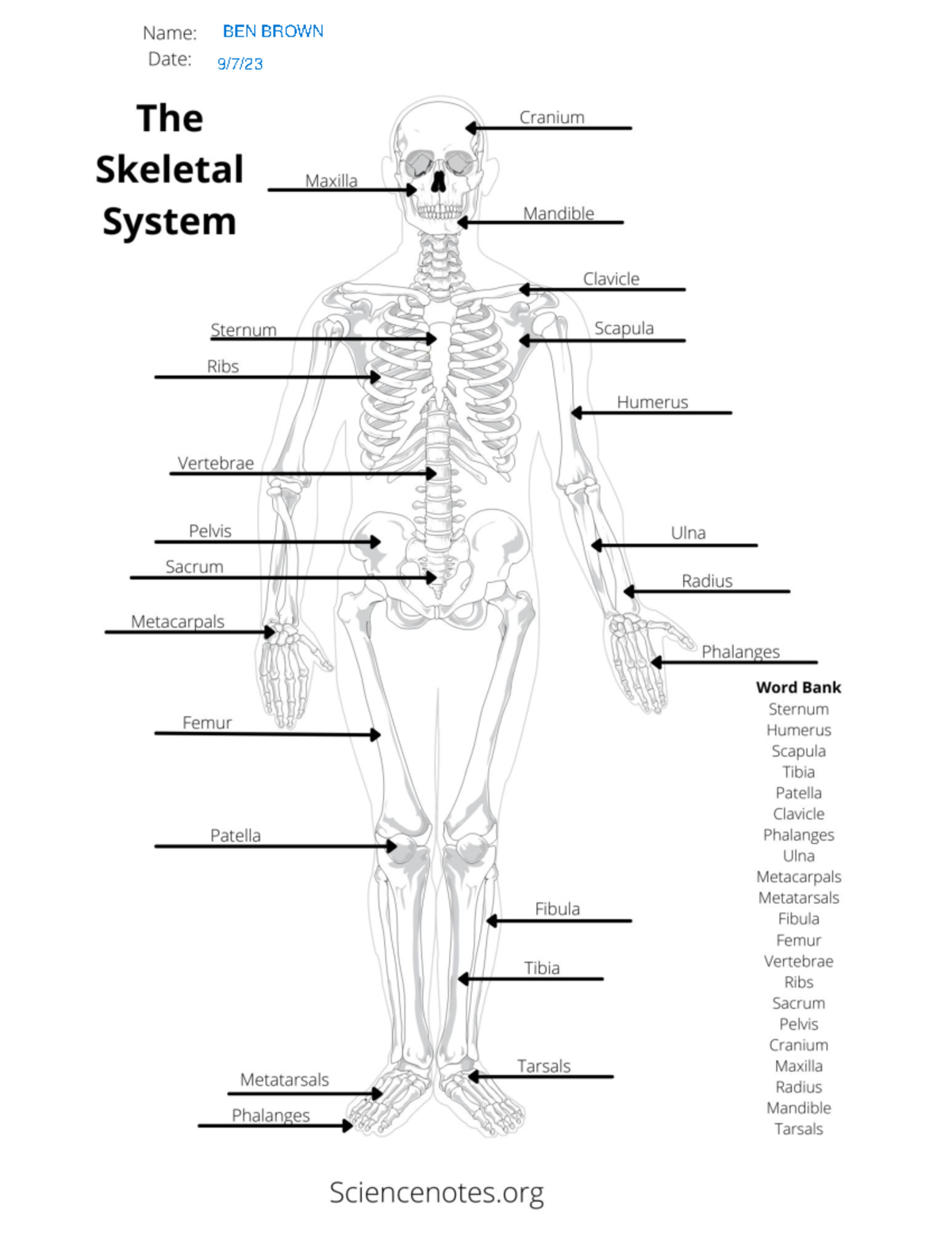 The Skeletal System Answer - PNB 2264 - Studocu