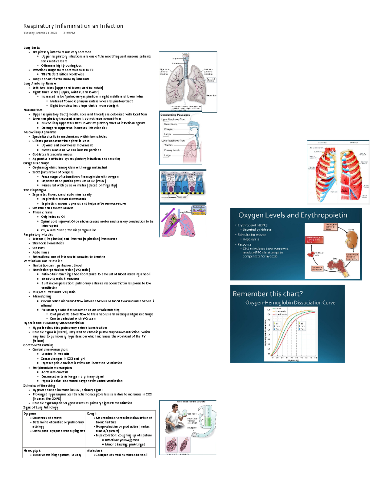 Respiratory Infection - Lung Basics Respiratory infections are very ...