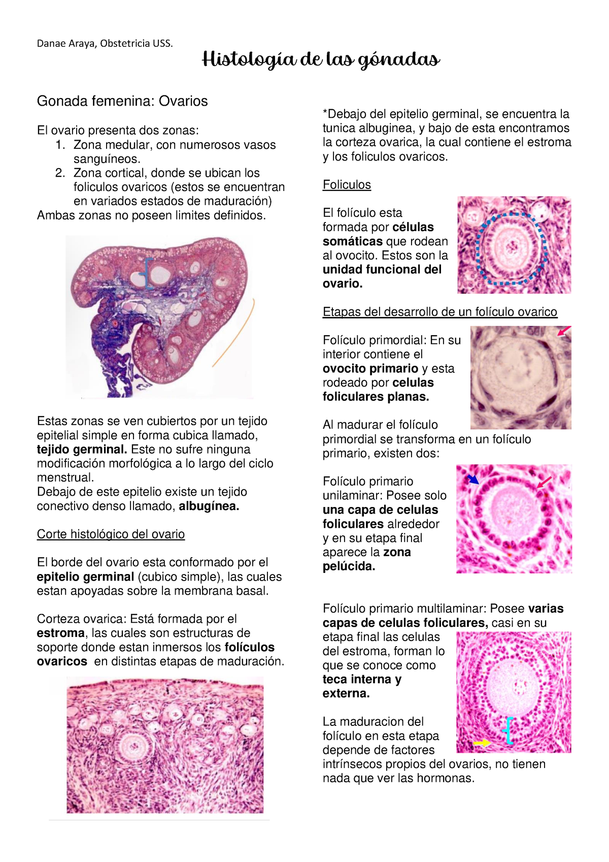 Histoembriología Clase 2 Danae Araya Obstetricia Uss Gonada Femenina Ovarios El Ovario 6428