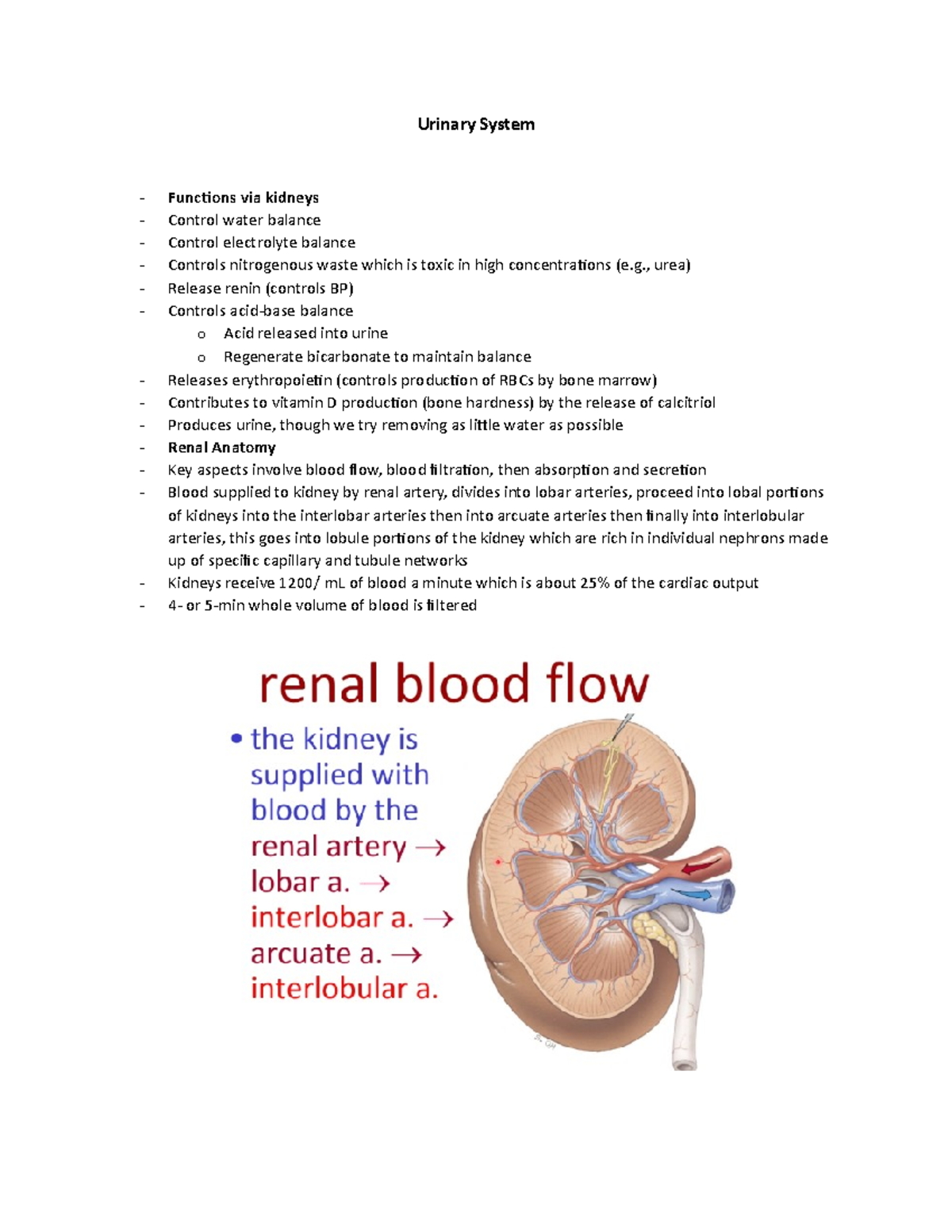 Urinary System - Urinary System Functions via kidneys Control water ...