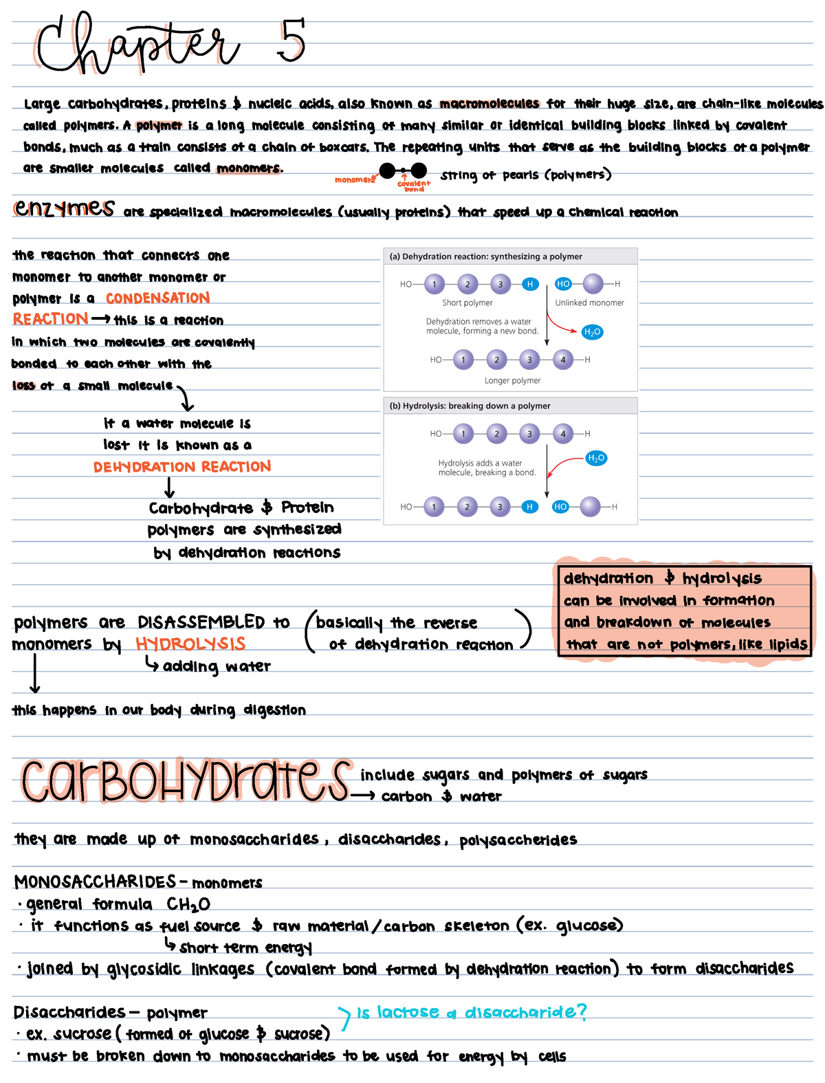 Chapter 5 Study Notes - Asdsadasdac - BIOLOGY 113 - Studocu