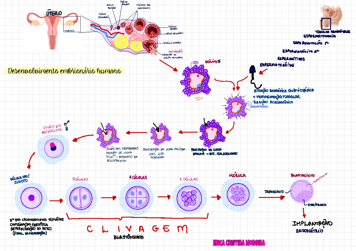 Mapa Mental Desenvolvimento Embrionário - ENSINO