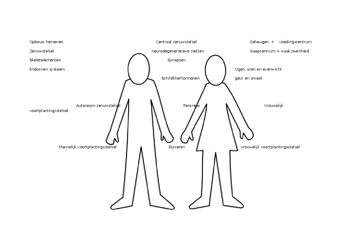 Overzicht anatomie - Opbouw hersenen Centraal zenuwstelsel Zenuwstelsel