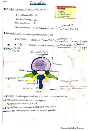 Temario 2 Cara y Cuello - CRÁNEO La línea de Poirier separa la calota ...