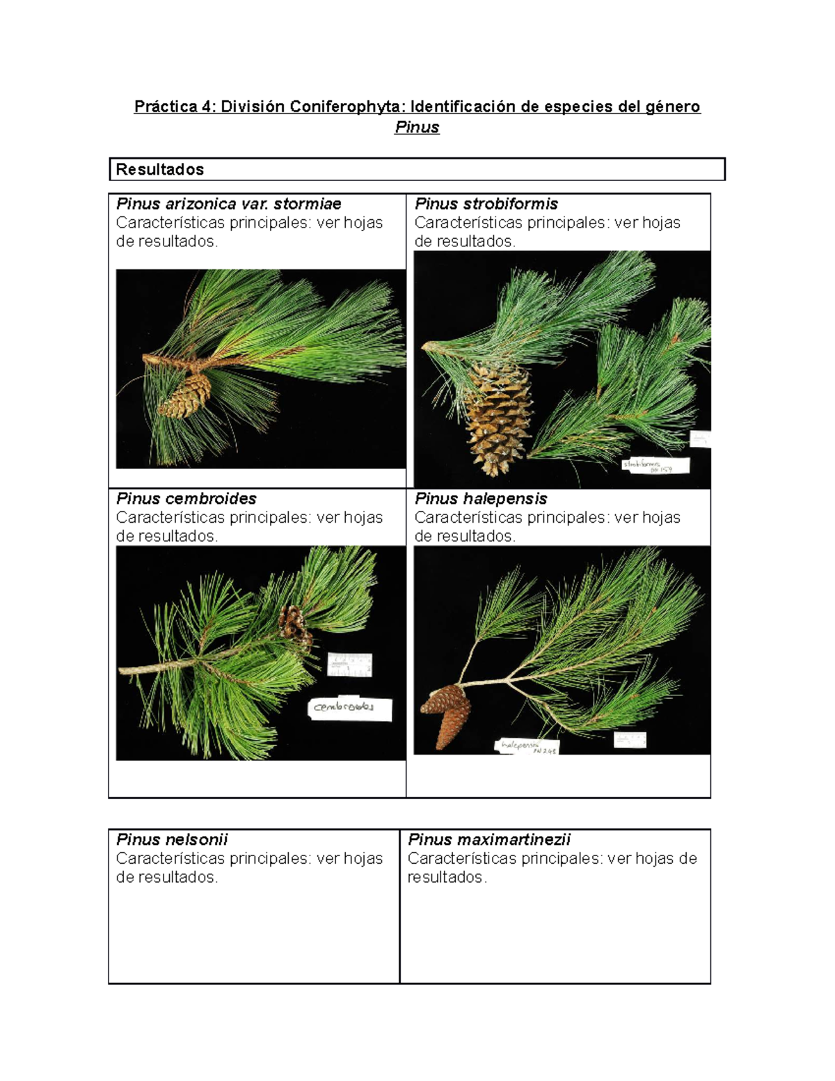 División Coniferophyta Identificación de especies del género Pinus ...