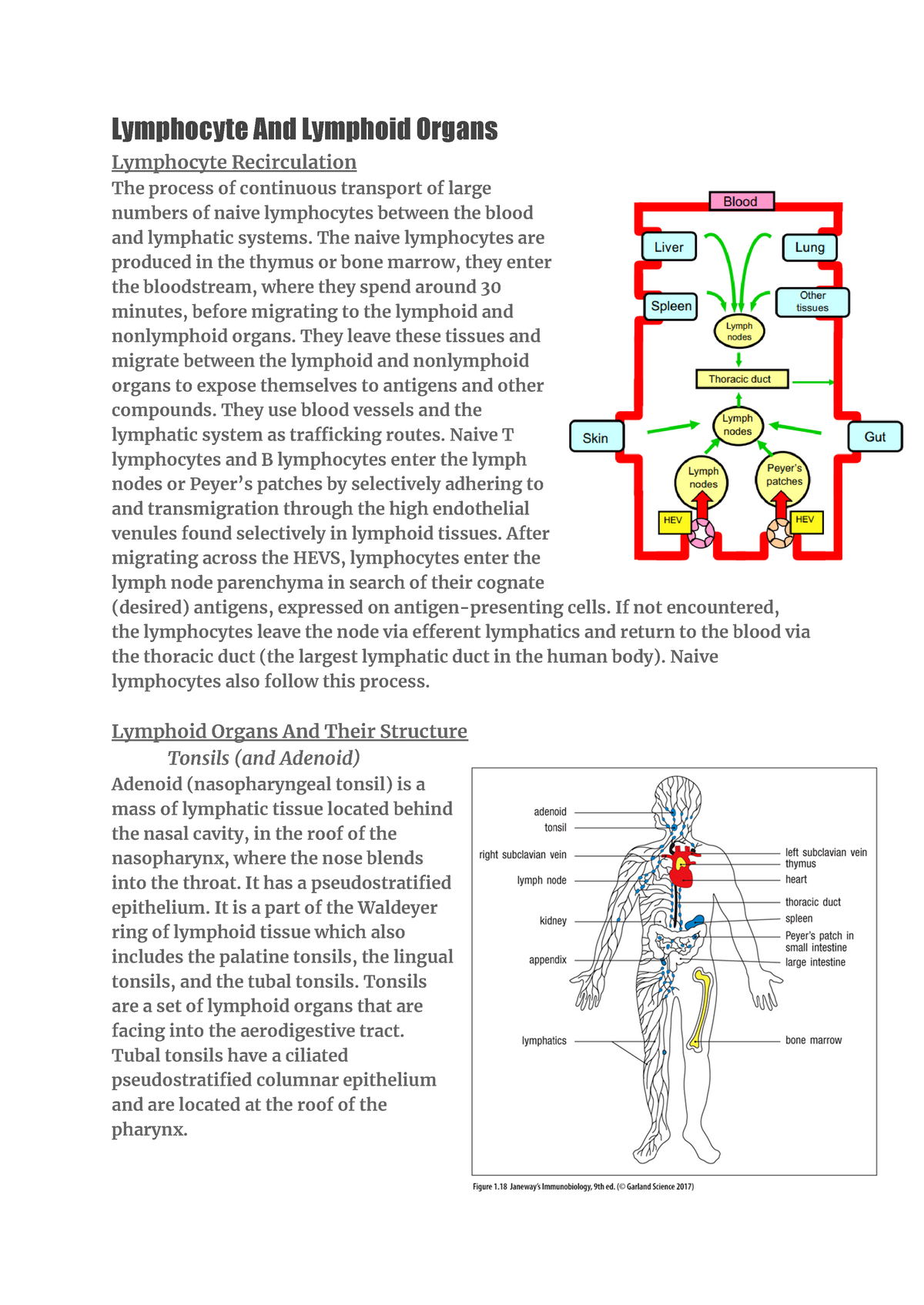 Block B Immunology - Lecture Notes Based On Recorded Lectures And ...