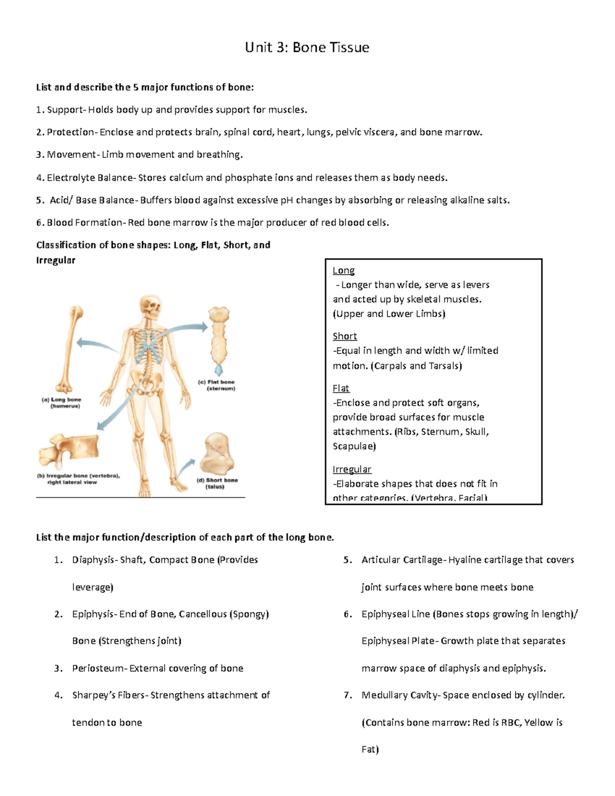 Bone Tissue Worksheet - Unit 3: Bone Tissue List And Describe The 5 ...